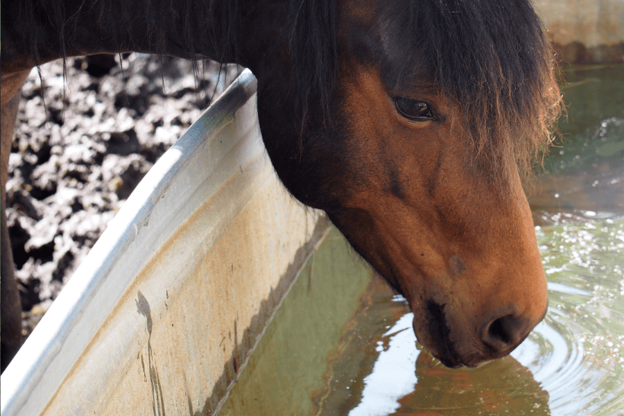 Horse drinking from water trough on a hot summer day