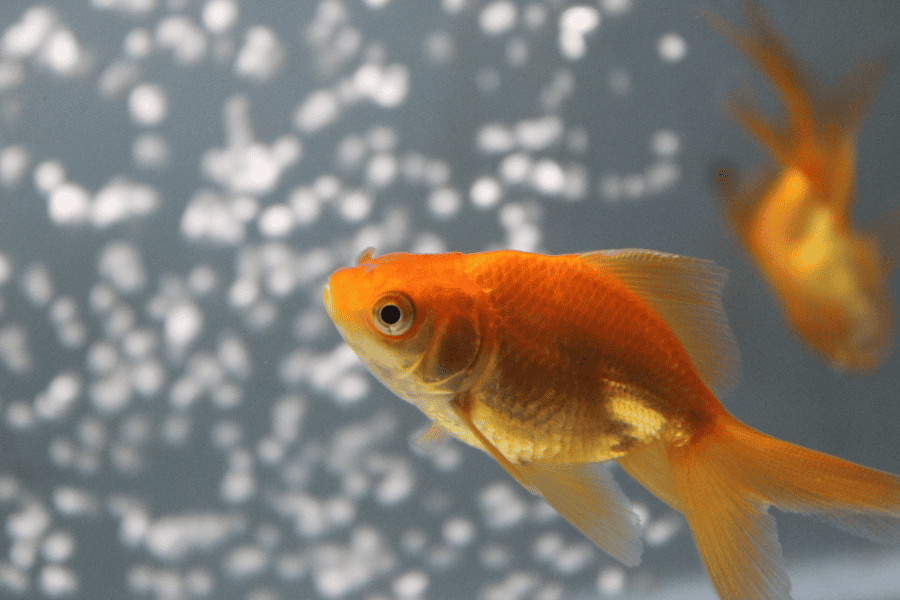 Meet the Tiny Protectors How Goldfish Became Unlikely Heroes of Your Horse Trough! 