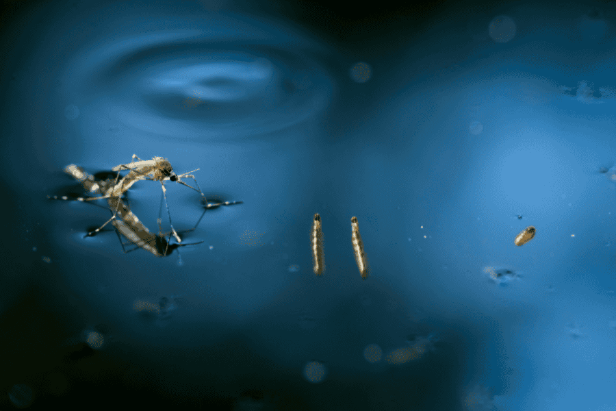 Mosquito Emerging from Stagnant Water in a Horse Trough