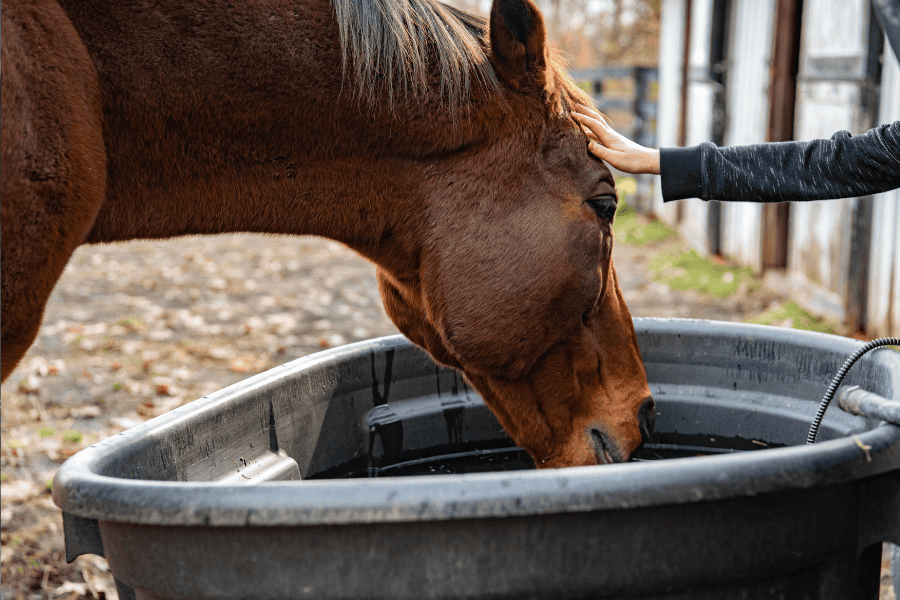 Small but Mighty! Goldfish Take Over as Guardians of the Horse Trough!