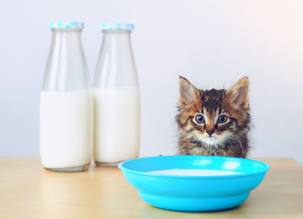 Cat drinking milk