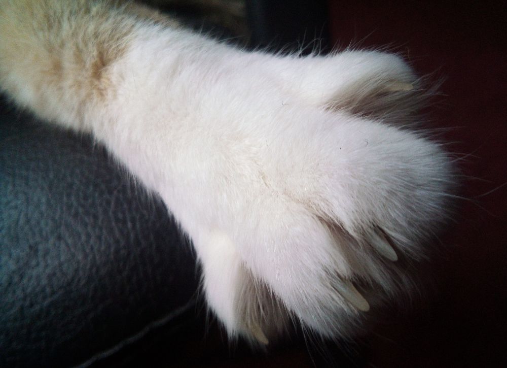 Cat displaying flehmen response