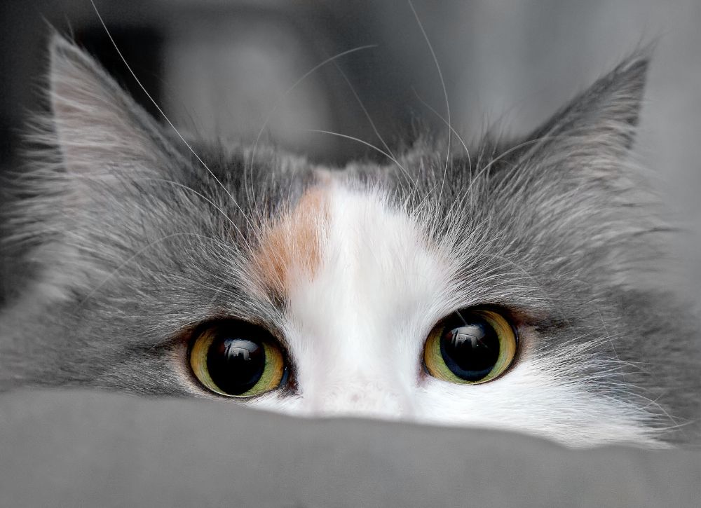 Cat claws
