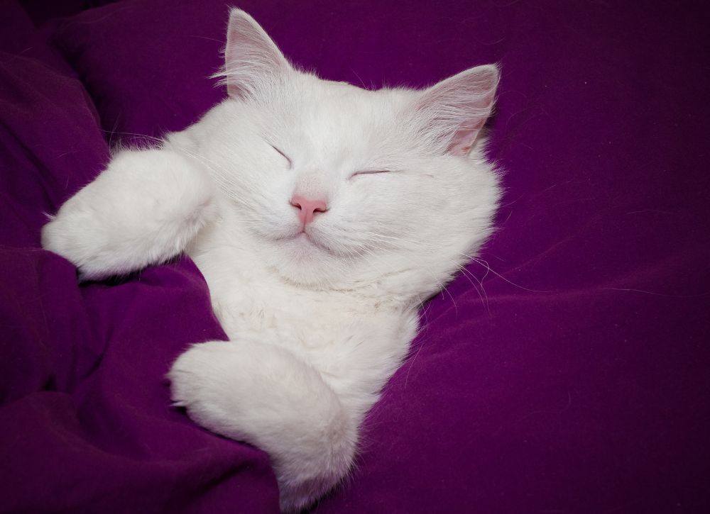 Cat sleeping