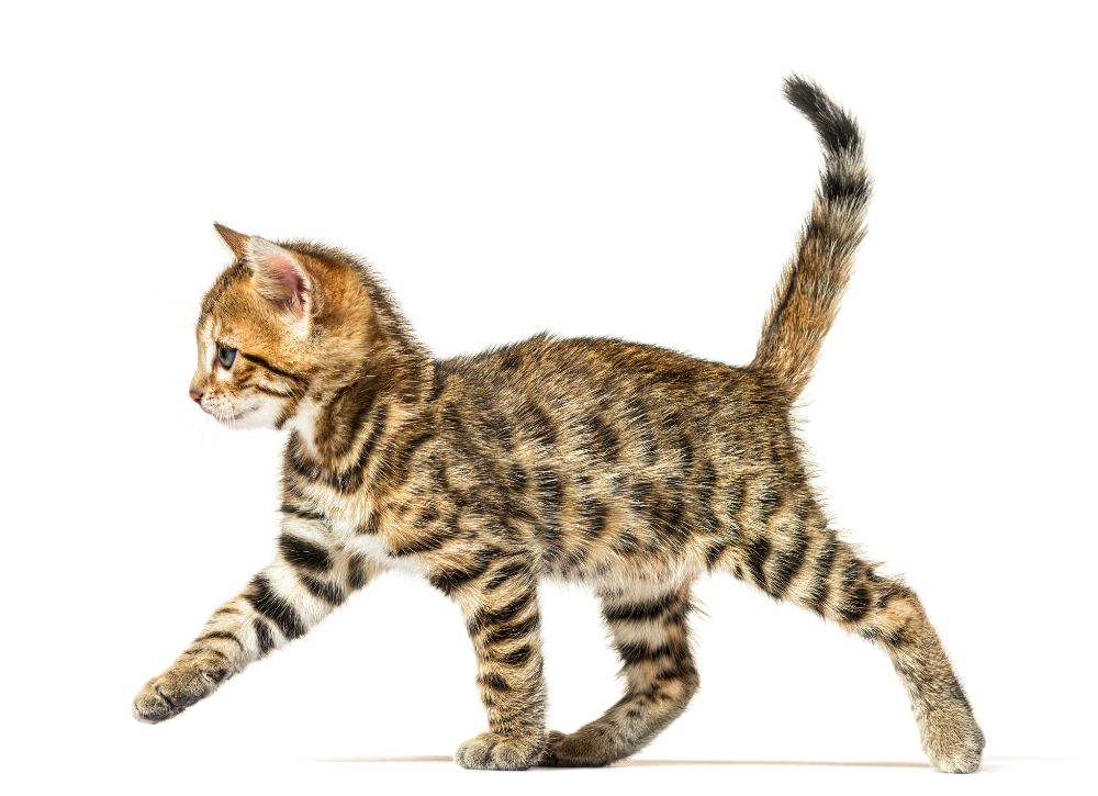 Kitten jumping