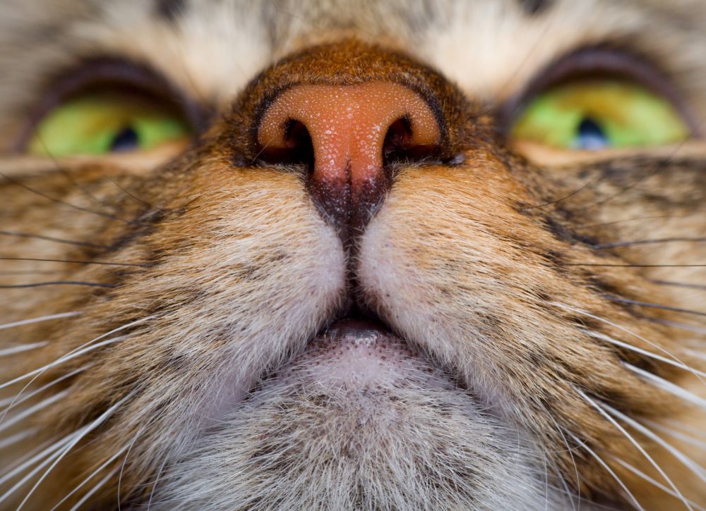 Cat vocalizing