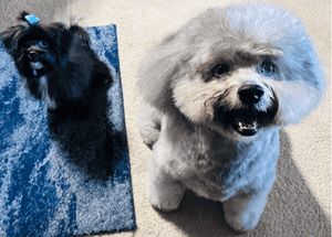 Shira Winitzky Dogs Shira Winitzky Dogs