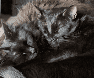 black cats sleeping (1) Shira Winitzky Dogs