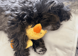 black dog picture sleeping with ducky (1) black dog picture sleeping with ducky