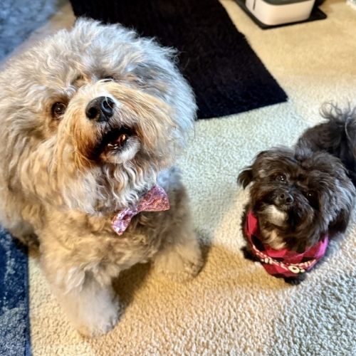 Additional Pet Sitting & Support Services