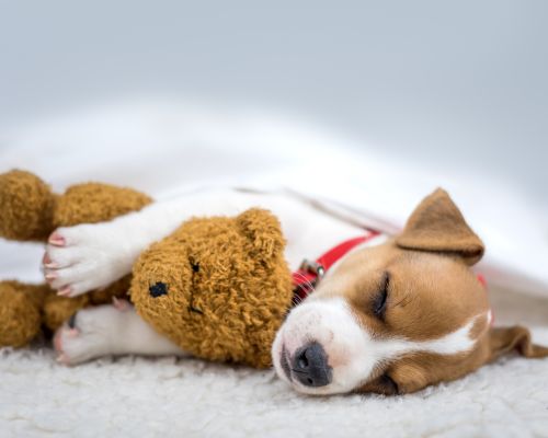 puppy sleeping with teddy during an almost overnights in San Fernando Valley