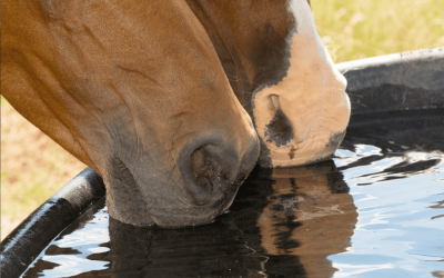 Unleash the Tiny Titans! Goldfish: The Unexpected Guardians of Your Horse Trough!