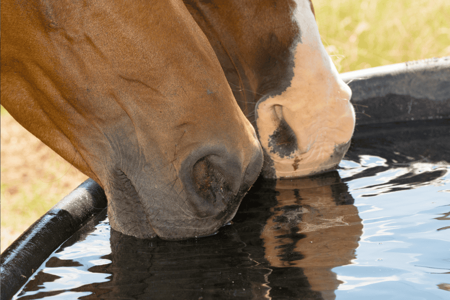 Unleash the Tiny Titans! Goldfish: The Unexpected Guardians of Your Horse Trough!