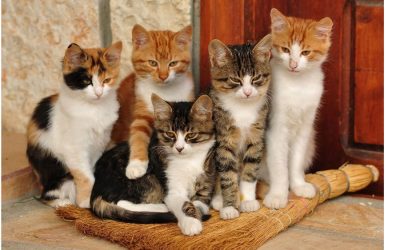 Your Cat’s Secret Life: 20 Amazing Facts That’ll Blow Your Mind!