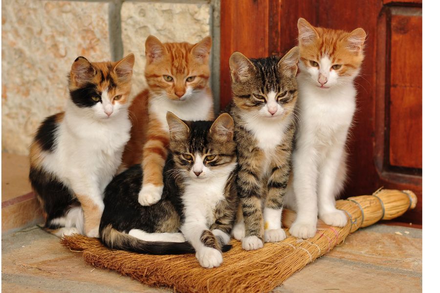 Your Cat’s Secret Life: 20 Amazing Facts That’ll Blow Your Mind!