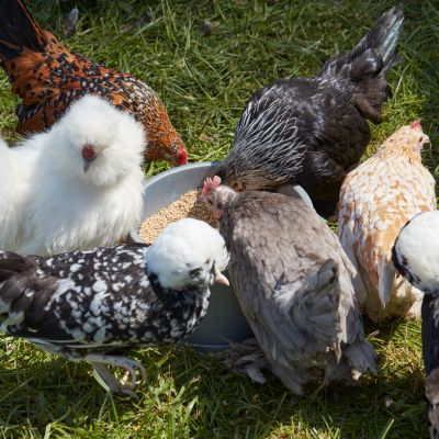 Exotics Pet Sitting chickens