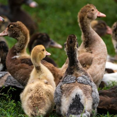 Exotics Pet Sitting ducks