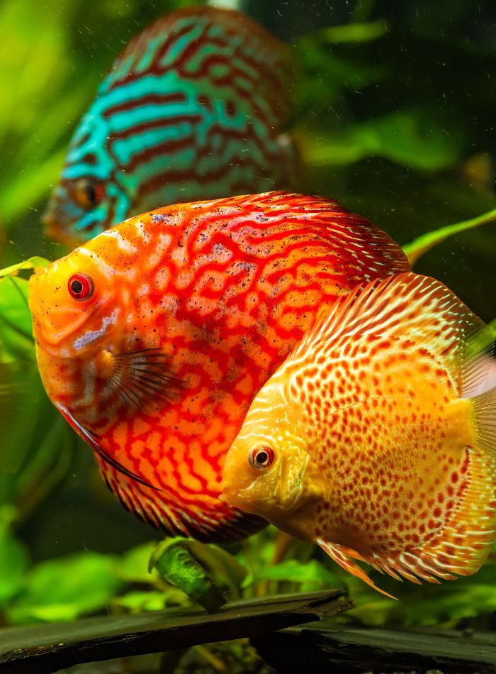 Exotic Pet Sitting birds