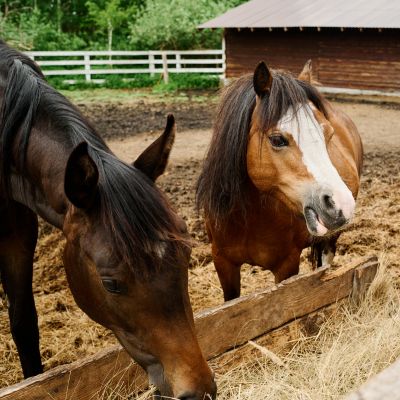 Exotics Pet Sitting horses