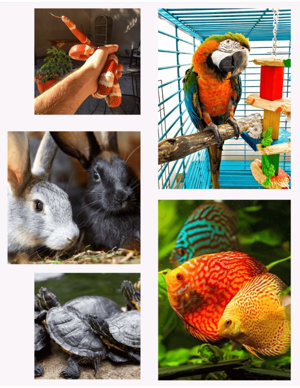 Exotics Pet Sitting in the San Fernando Valley