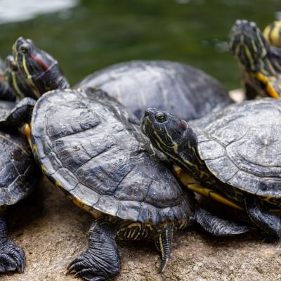 Exotic Pet Sitting  snakes