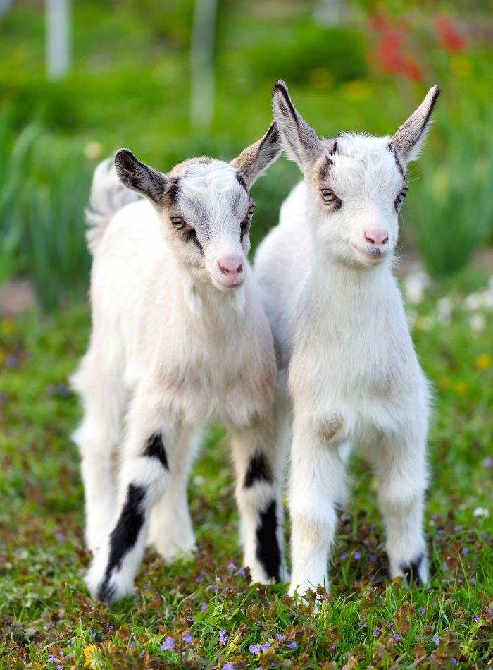 Livestock Pet Sitting goats