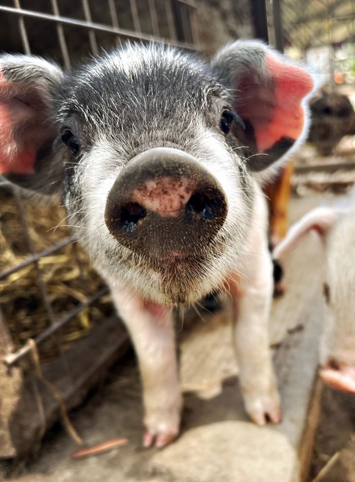 Livestock Pet Sitting pigs
