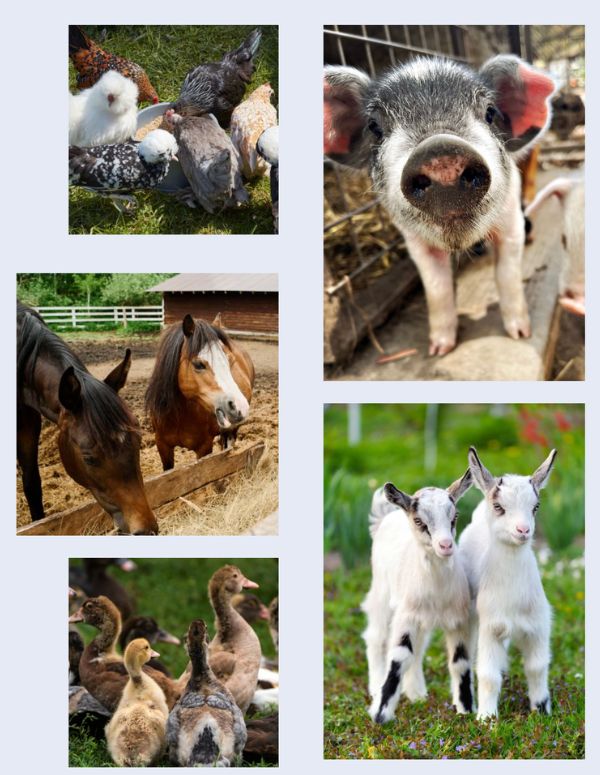 livestock Pet Sitting in the San Fernando Valley